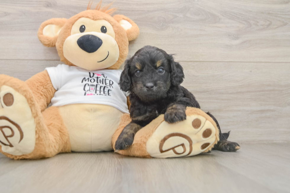 Small Cockapoo Baby