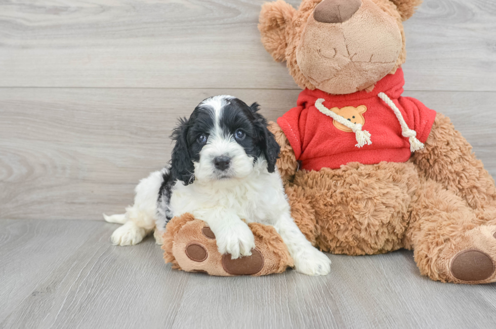5 week old Cockapoo Puppy For Sale - Puppy Love PR