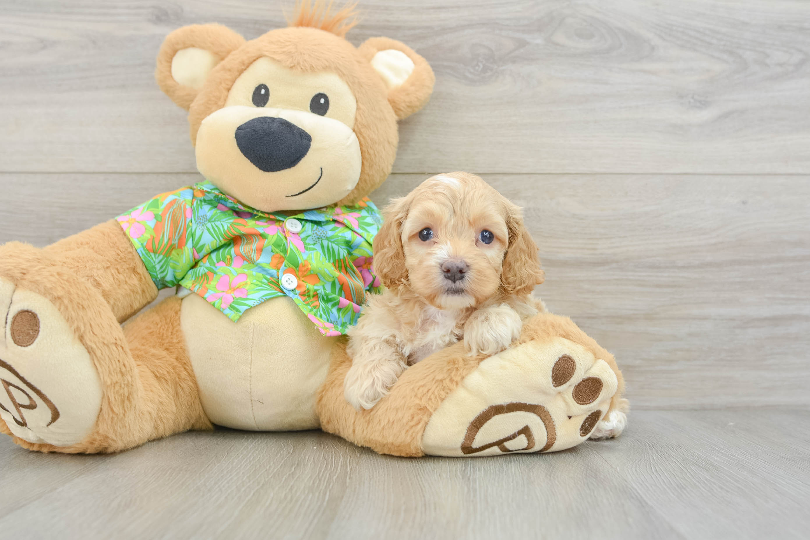 Cockapoo Puppy for Adoption