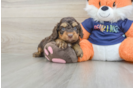 Cockapoo Pup Being Cute
