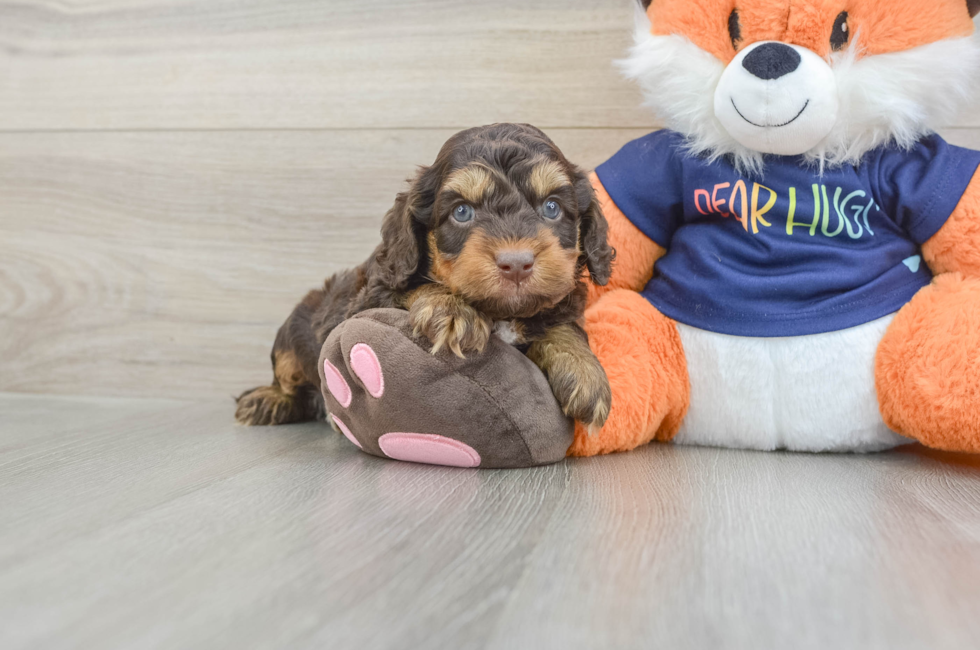 5 week old Cockapoo Puppy For Sale - Puppy Love PR
