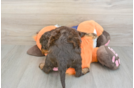 Friendly Cockapoo Baby