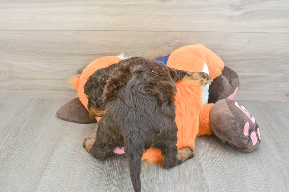 Friendly Cockapoo Baby