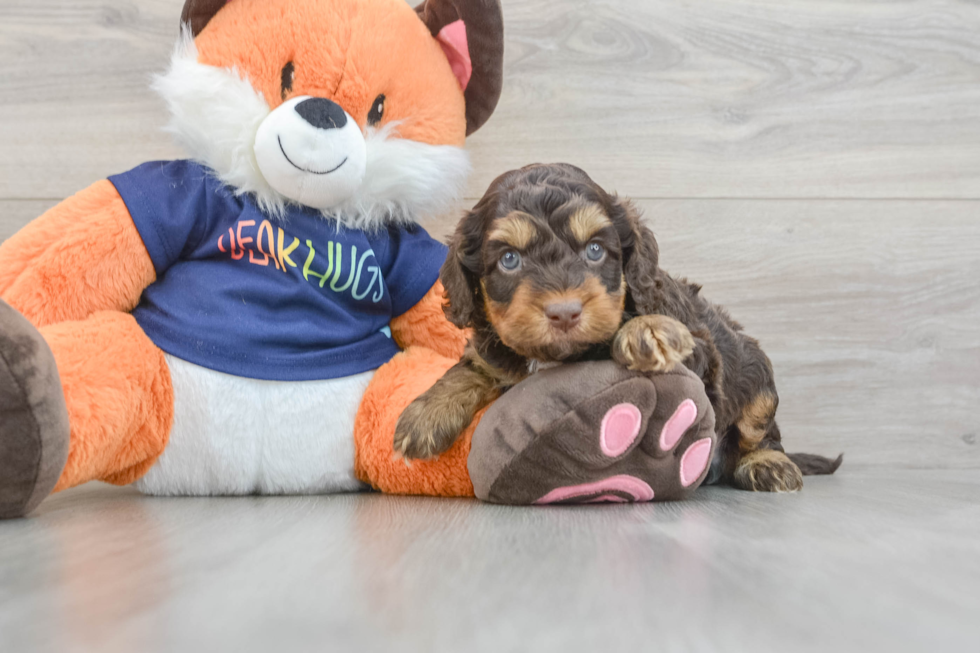 Popular Cockapoo Poodle Mix Pup