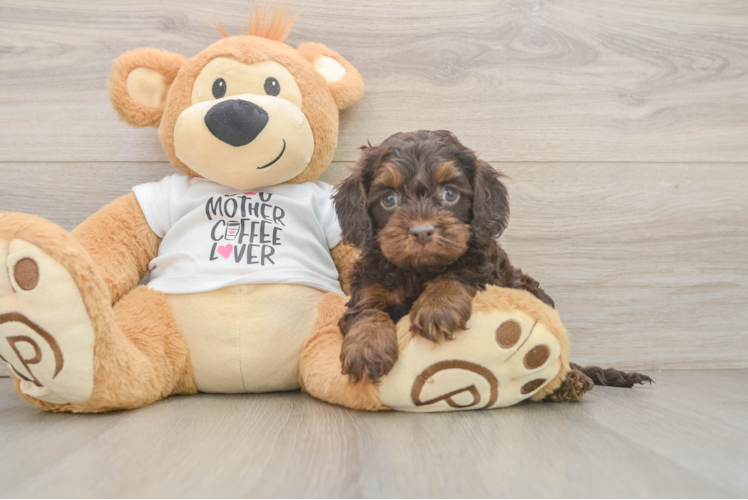 Adorable Cocker Doodle Poodle Mix Puppy