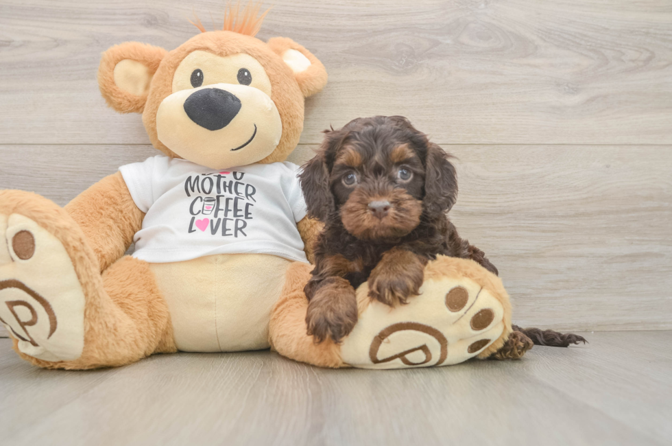 6 week old Cockapoo Puppy For Sale - Puppy Love PR