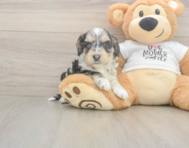 6 week old Cockapoo Puppy For Sale - Puppy Love PR