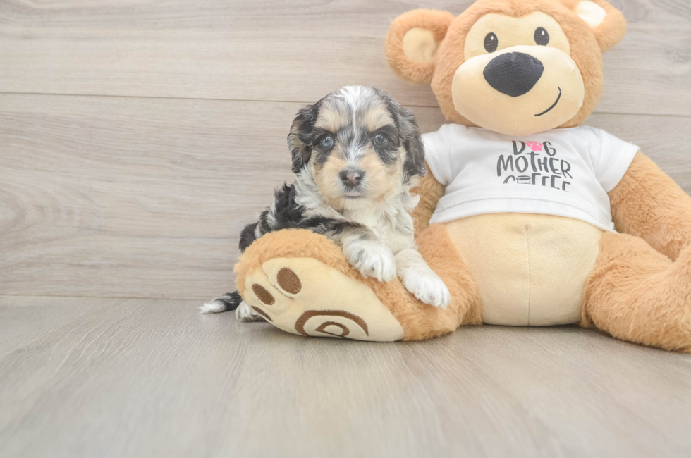 5 week old Cockapoo Puppy For Sale - Puppy Love PR