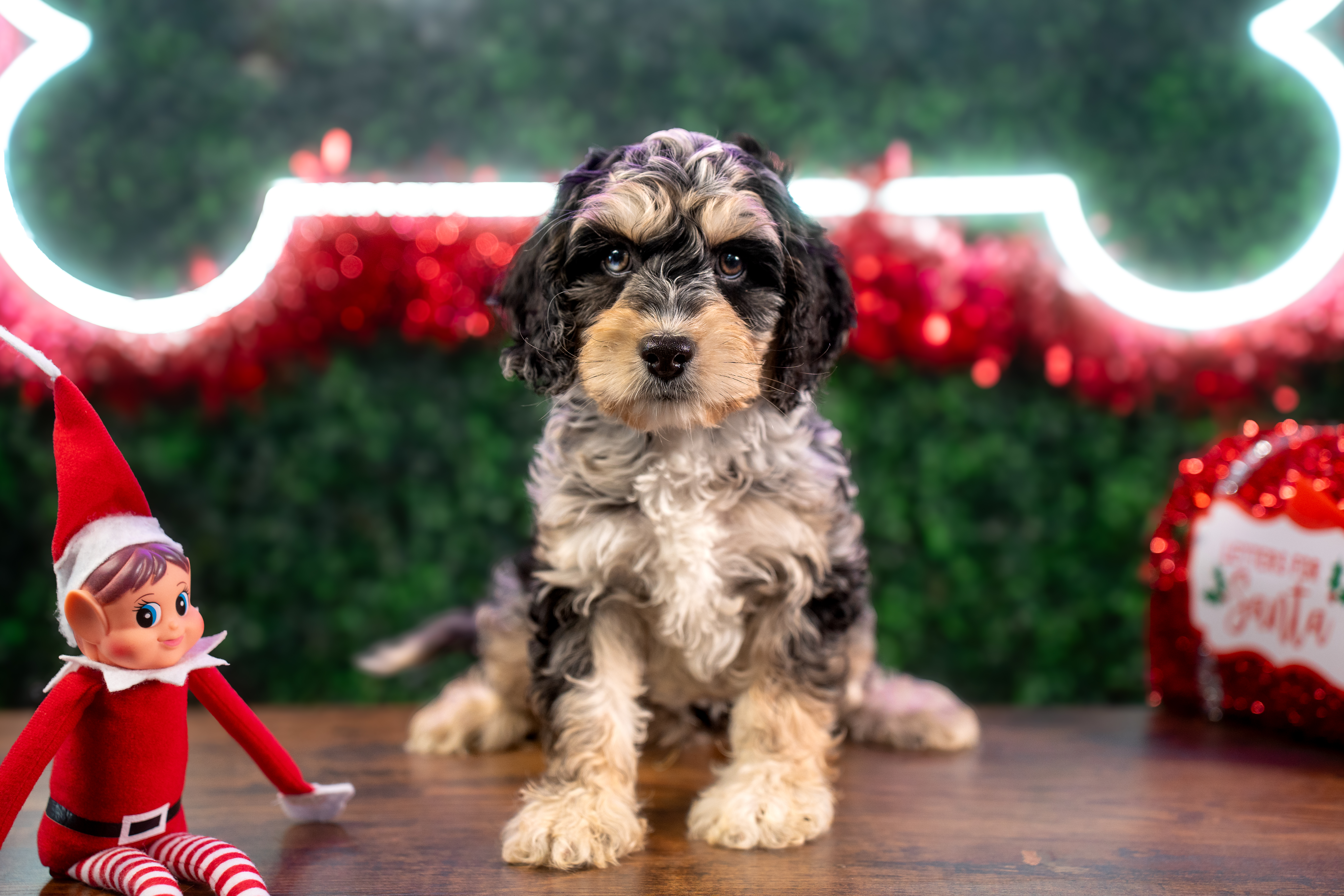 Cockapoo Pup Being Cute