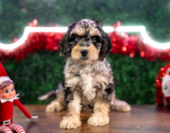 9 week old Cockapoo Puppy For Sale - Puppy Love PR