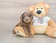 6 week old Cockapoo Puppy For Sale - Puppy Love PR
