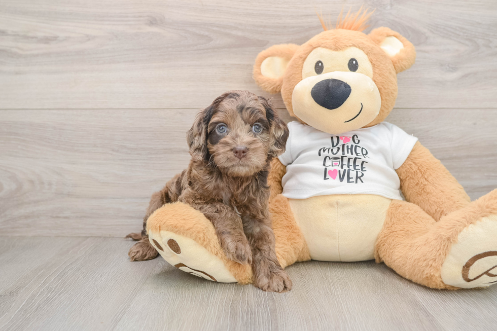Popular Cockapoo Poodle Mix Pup