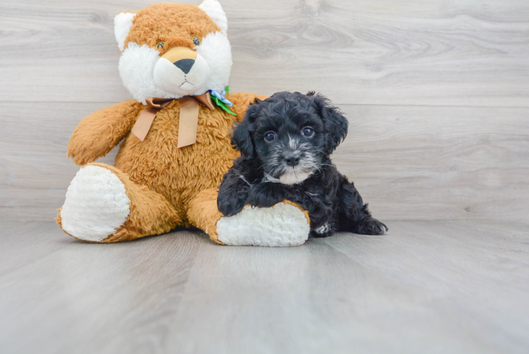 Cute Cockerpoo Poodle Mix Puppy