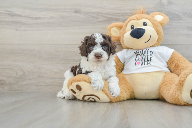 Popular Cockapoo Poodle Mix Pup