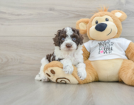 7 week old Cockapoo Puppy For Sale - Puppy Love PR