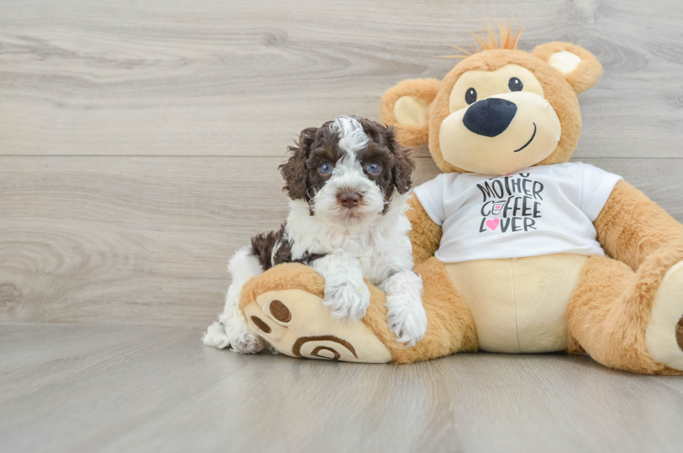 5 week old Cockapoo Puppy For Sale - Puppy Love PR