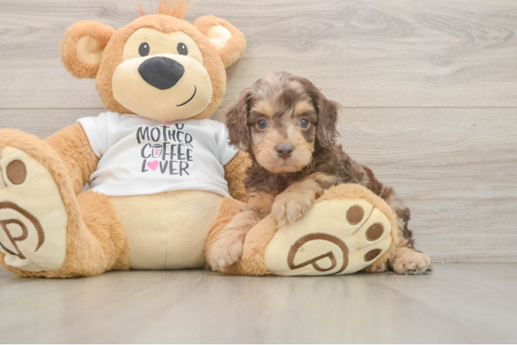 Best Cockapoo Baby