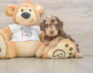 7 week old Cockapoo Puppy For Sale - Puppy Love PR