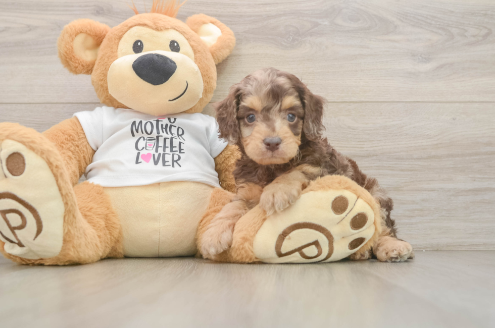 6 week old Cockapoo Puppy For Sale - Puppy Love PR