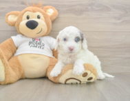 5 week old Cockapoo Puppy For Sale - Puppy Love PR