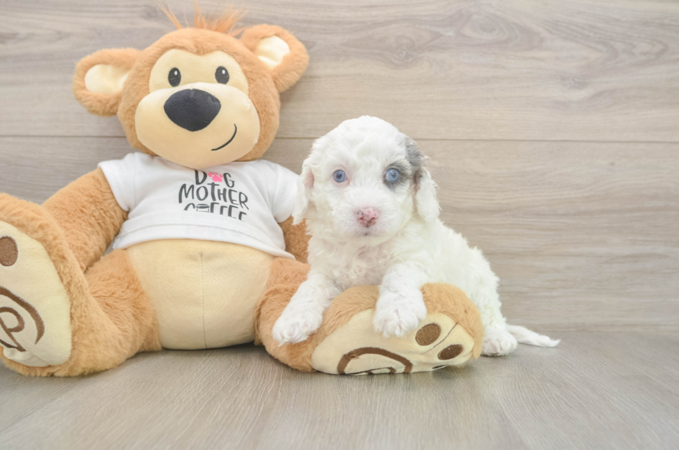 5 week old Cockapoo Puppy For Sale - Puppy Love PR