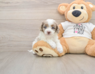 7 week old Cockapoo Puppy For Sale - Puppy Love PR