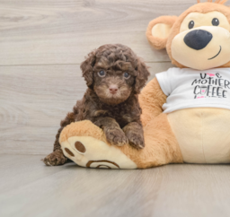 8 week old Cockapoo Puppy For Sale - Puppy Love PR