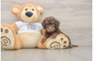 Cockapoo Puppy for Adoption