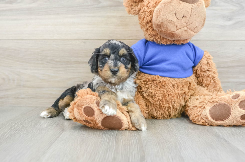 8 week old Cockapoo Puppy For Sale - Puppy Love PR