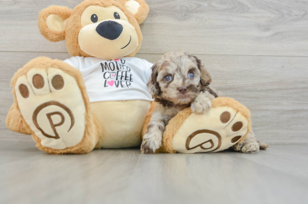 5 week old Cockapoo Puppy For Sale - Puppy Love PR