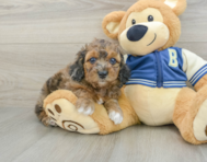 7 week old Cockapoo Puppy For Sale - Puppy Love PR