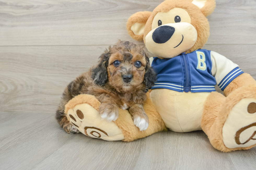 5 week old Cockapoo Puppy For Sale - Puppy Love PR