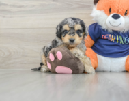 7 week old Cockapoo Puppy For Sale - Puppy Love PR