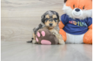 Cockapoo Puppy for Adoption