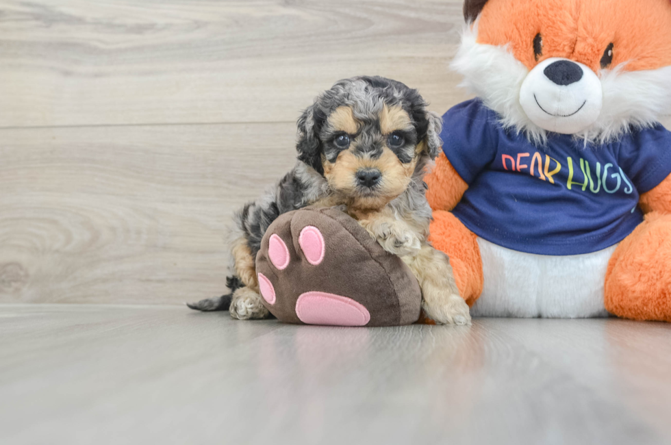 5 week old Cockapoo Puppy For Sale - Puppy Love PR