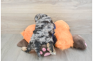 Cockapoo Pup Being Cute