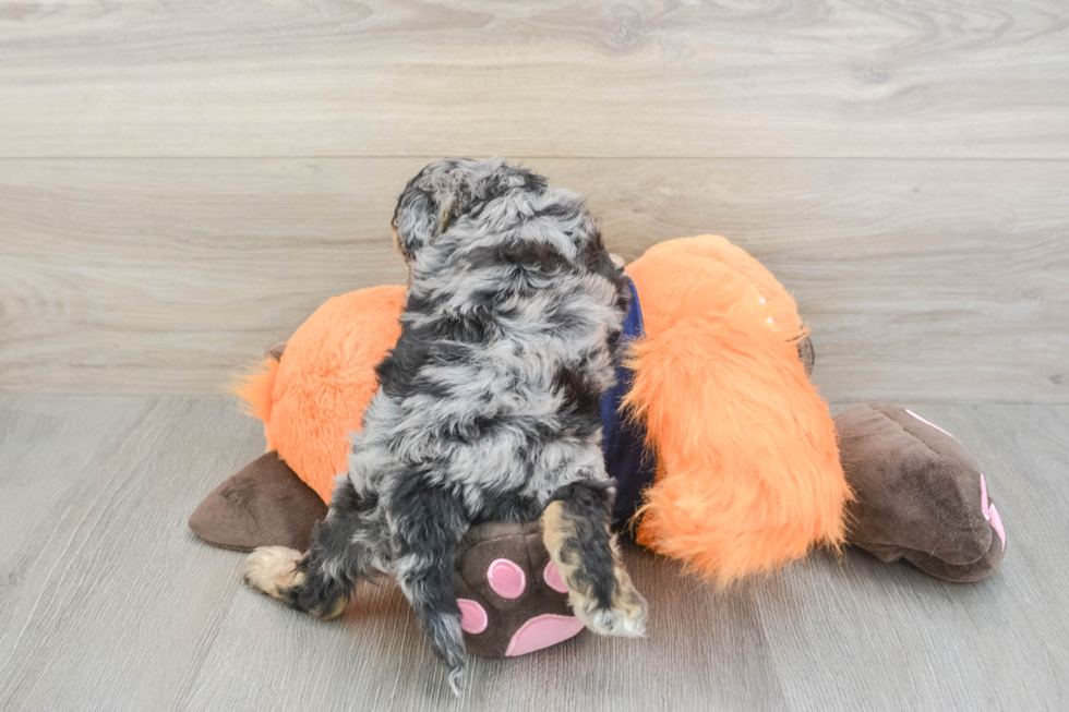 Cockapoo Pup Being Cute
