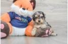 Best Cockapoo Baby