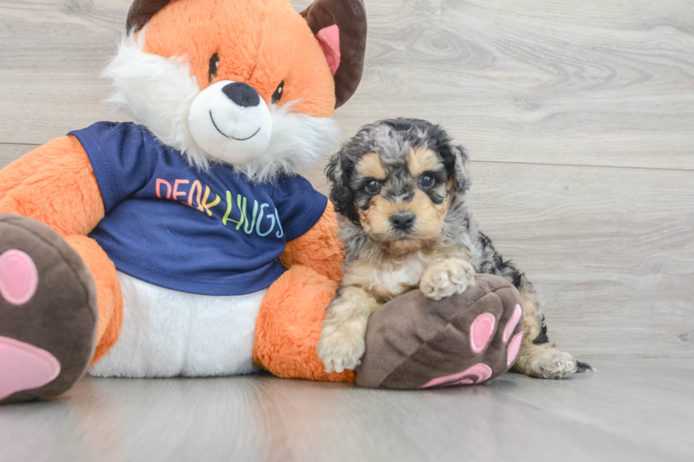 Best Cockapoo Baby