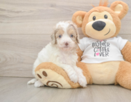 7 week old Cockapoo Puppy For Sale - Puppy Love PR