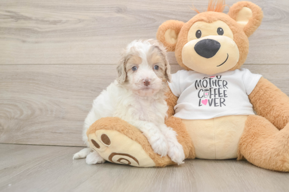 6 week old Cockapoo Puppy For Sale - Puppy Love PR