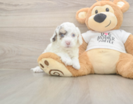 5 week old Cockapoo Puppy For Sale - Puppy Love PR