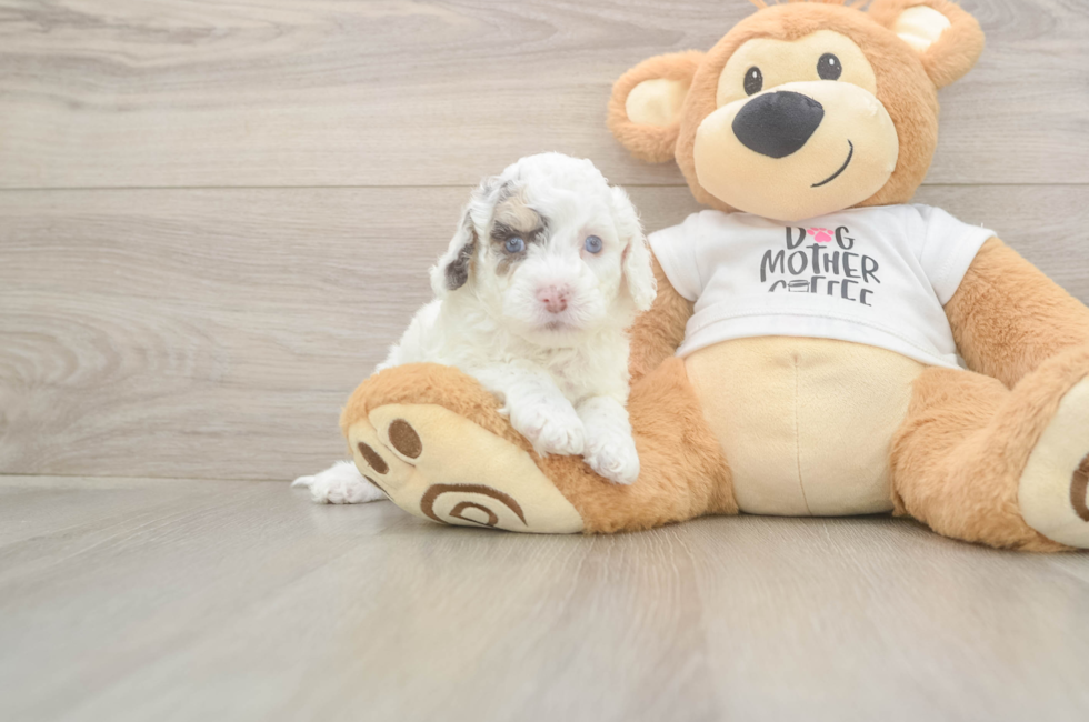 5 week old Cockapoo Puppy For Sale - Puppy Love PR