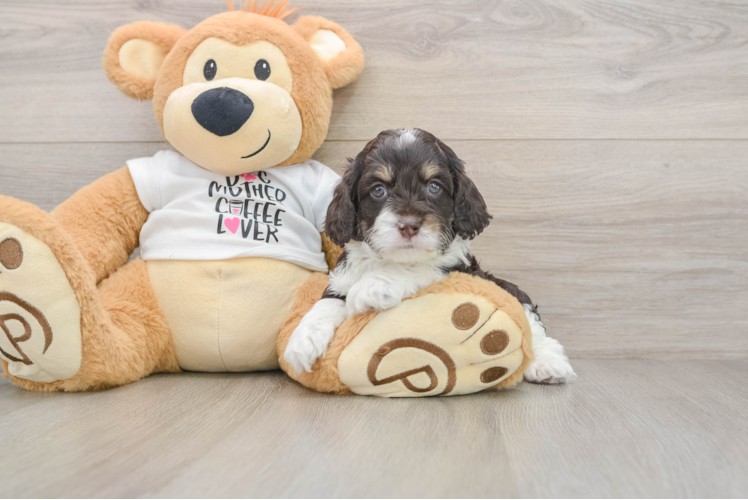 Cockapoo Puppy for Adoption