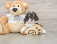 7 week old Cockapoo Puppy For Sale - Puppy Love PR