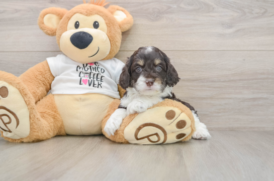 Cockapoo Puppy for Adoption