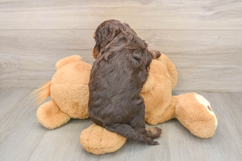 Cockapoo Puppy for Adoption
