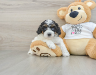 7 week old Cockapoo Puppy For Sale - Puppy Love PR