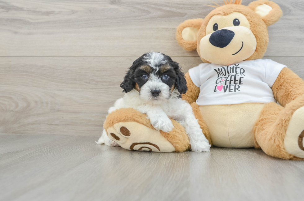 5 week old Cockapoo Puppy For Sale - Puppy Love PR