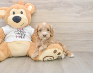 6 week old Cockapoo Puppy For Sale - Puppy Love PR